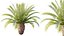 AV Plant Phoenix Canariensis Palm Tree 03