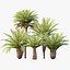 AV Plant Phoenix Canariensis Palm Tree 03