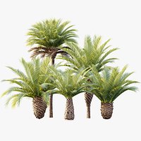 AV Plant Phoenix Canariensis Palm Tree 03