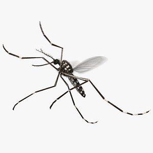 3D mosquito yellow fever animation