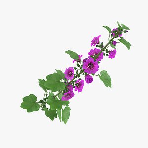 malva mallow flowers 3D model