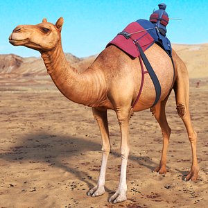 Camel Wearing Minimalist Racing Outfit 3D model