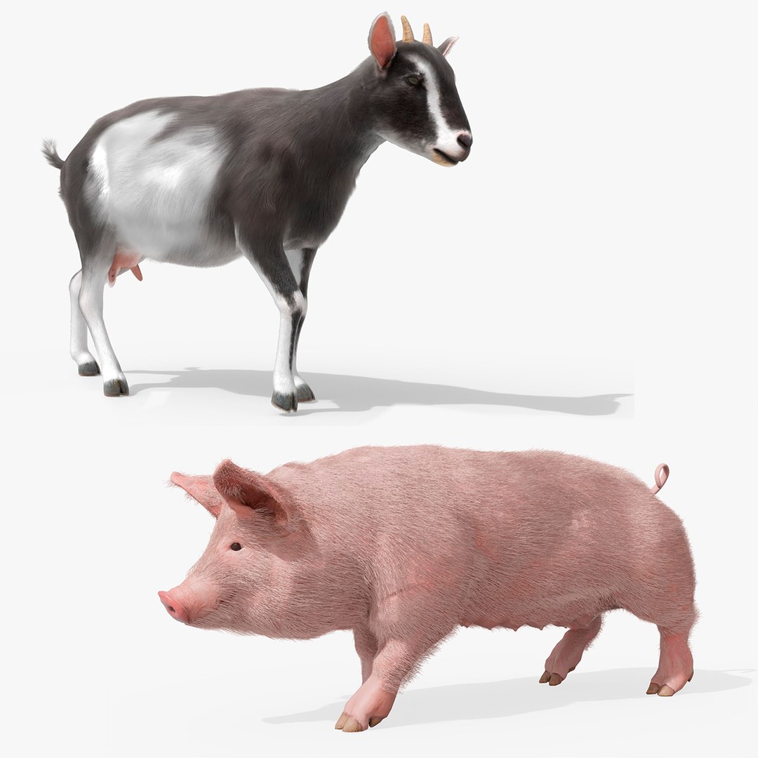 Animated Fur Livestock Rigged for Blender Collection 3D model preview