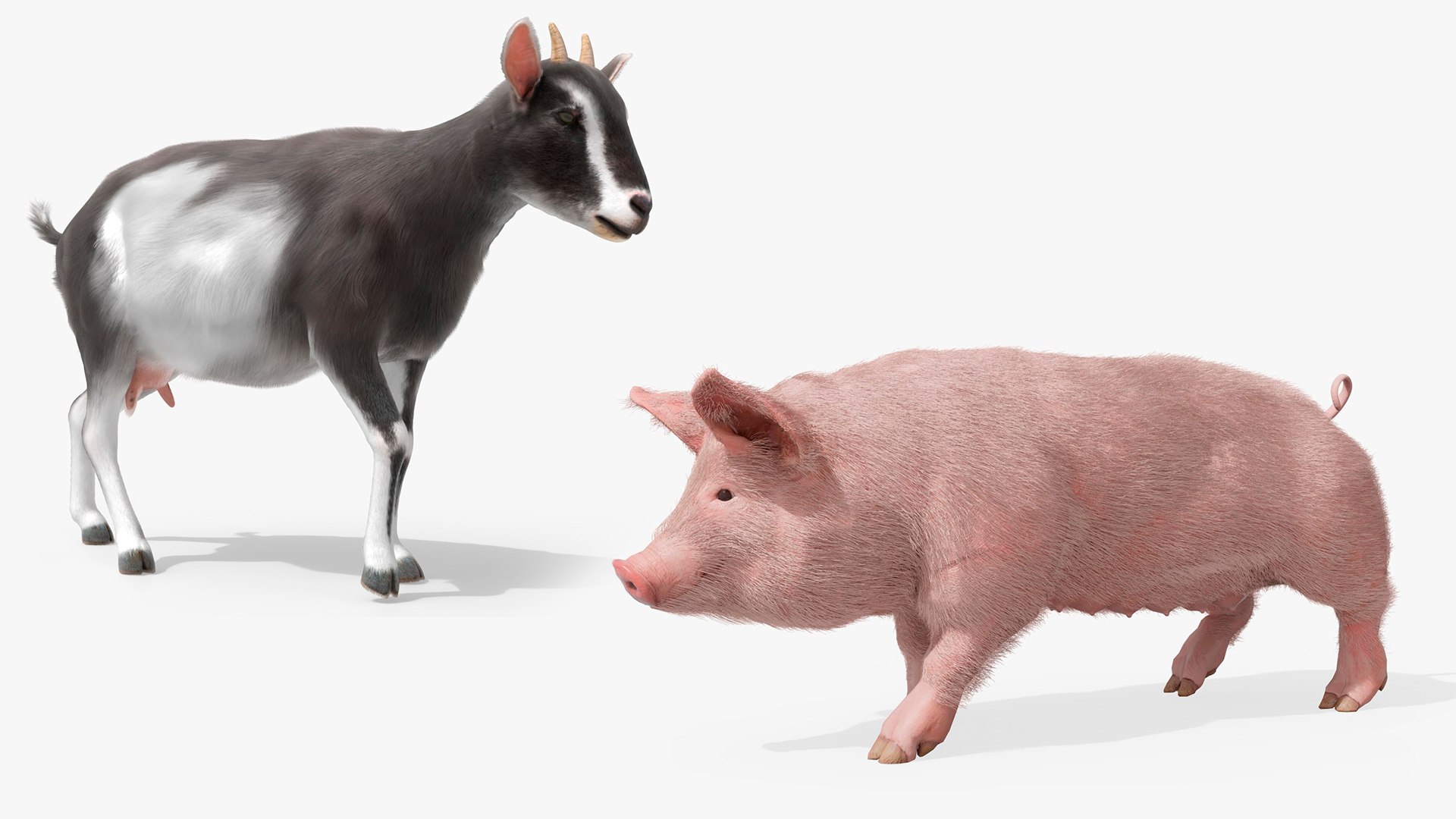 3D Animated Fur Livestock Rigged for Blender Collection model https://p.turbosquid.com/ts-thumb/G9/0HAPkf/jY/animated_fur_livestock_rigged_for_blender_collection_001/jpg/1766478279/1920x1080/fit_q87/d50f86b27b42678ca917eb081aebb66dcb92cc42/animated_fur_livestock_rigged_for_blender_collection_001.jpg