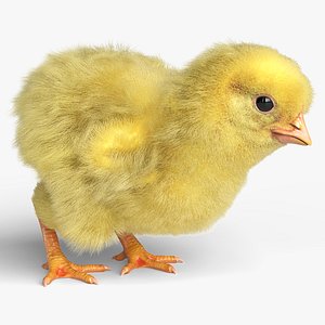 Young Chicken Farm Eating Animated Fur Rigged For Blender 3D model