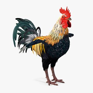 3D Rainbow Rooster Rigged for Maya model