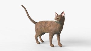 Abyssinian Cat Rigged for Cinema FBX