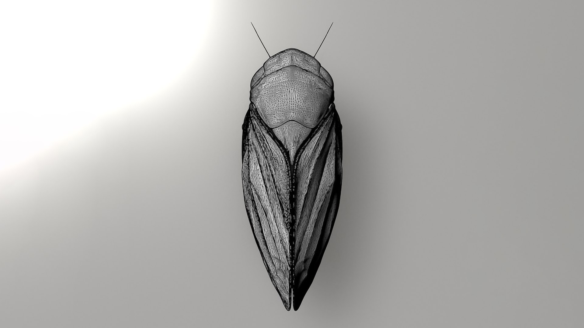 Realistic Insects Pack - Volume 04 3D Model - TurboSquid 2377082