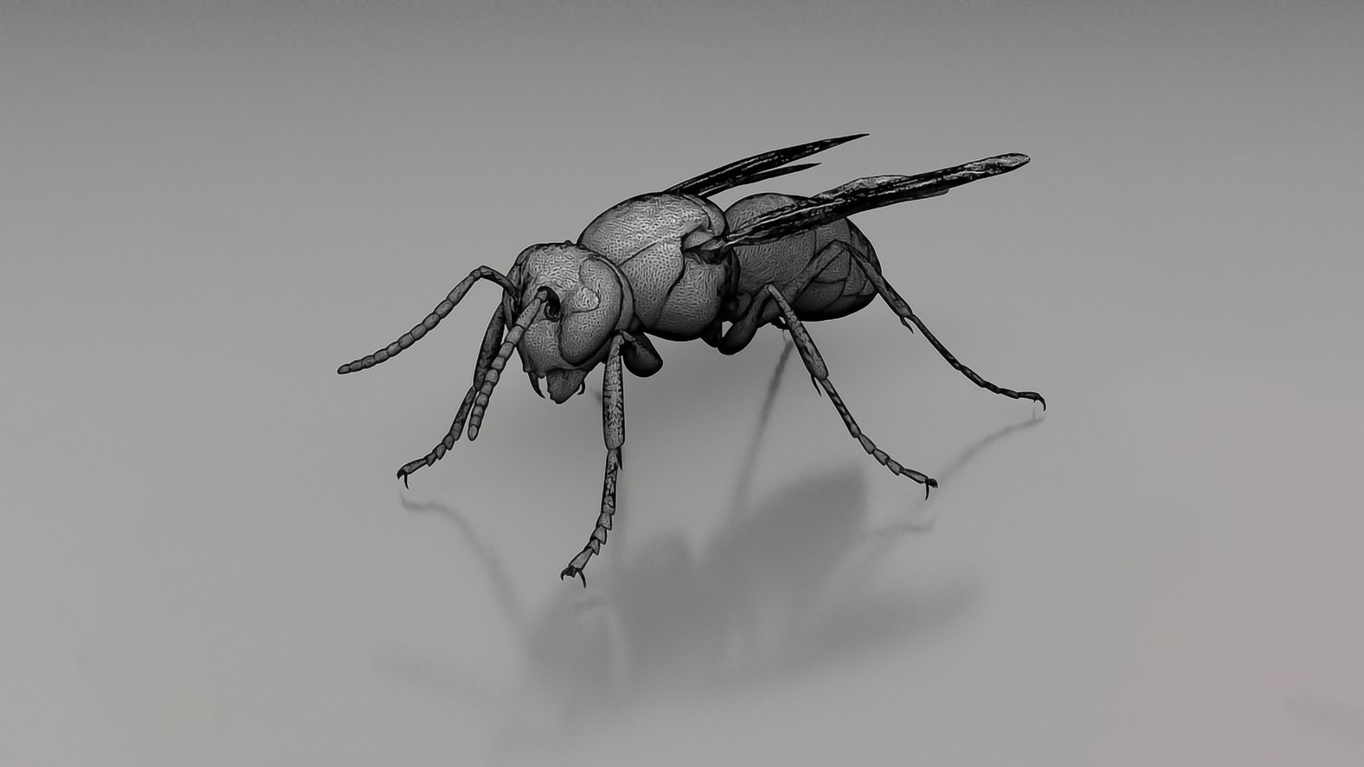 Realistic Insects Pack - Volume 04 3D Model - TurboSquid 2377082