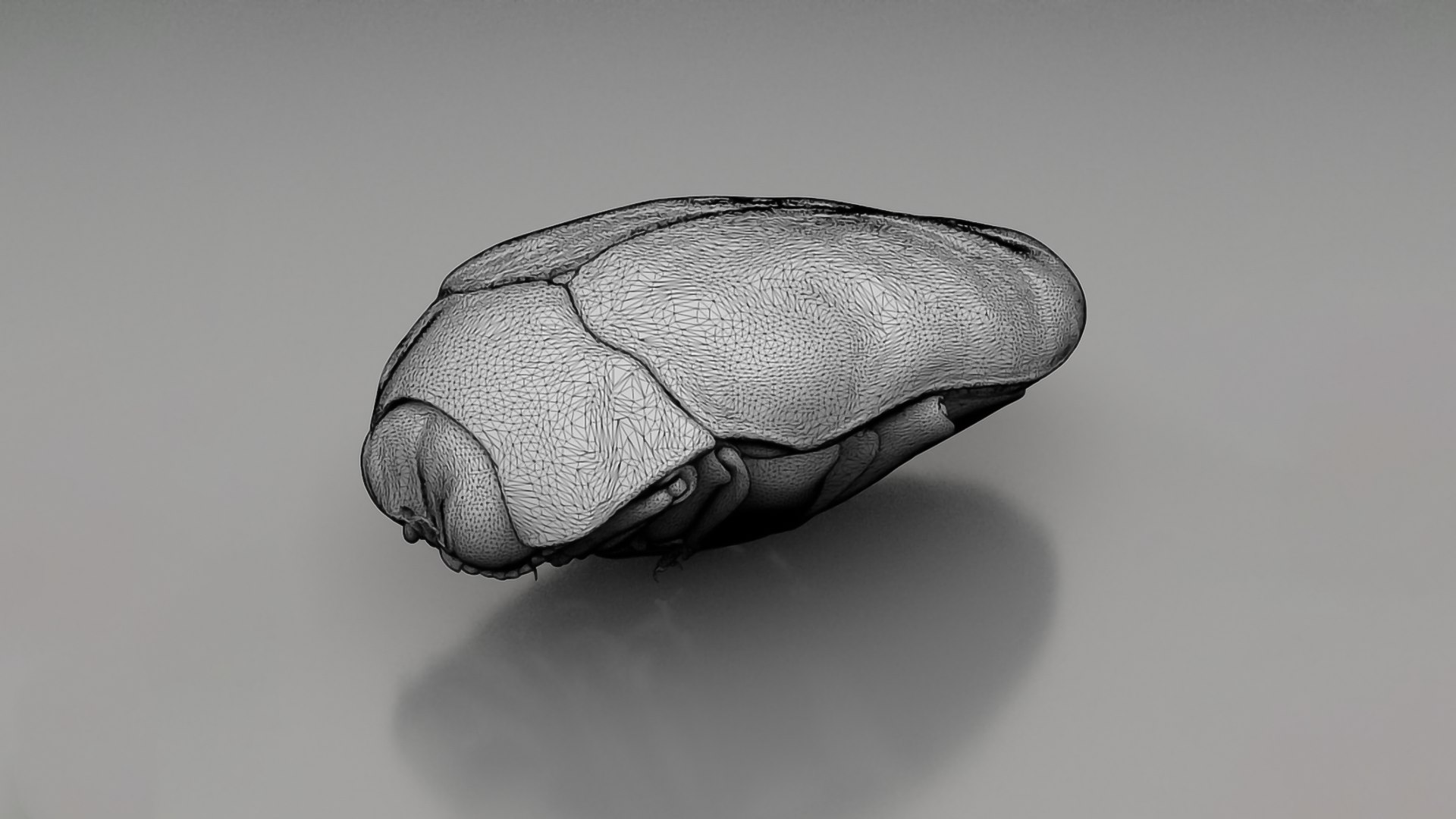 Realistic Insects Pack - Volume 04 3D Model - TurboSquid 2377082