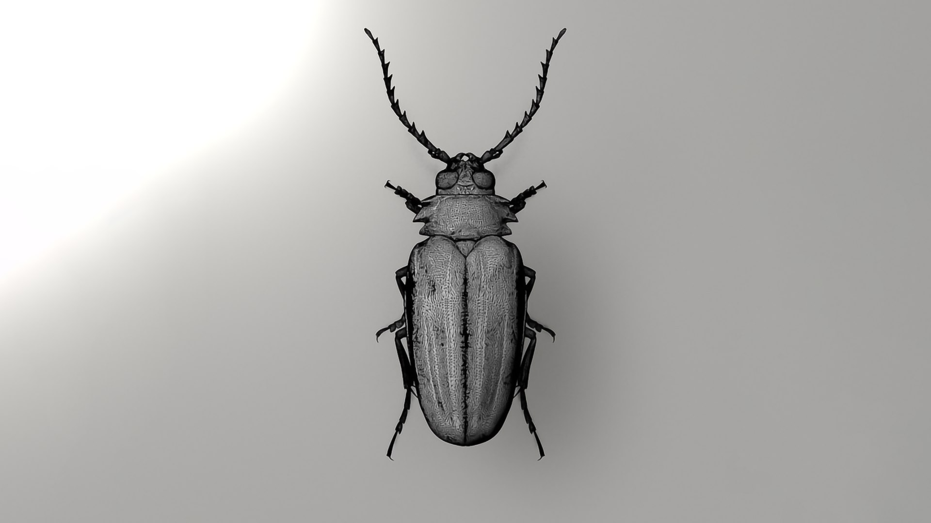 Realistic Insects Pack - Volume 04 3D Model - TurboSquid 2377082