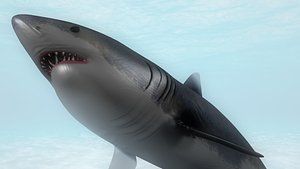 3D Shark model