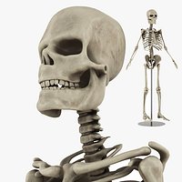 Lab Human Skeletal System