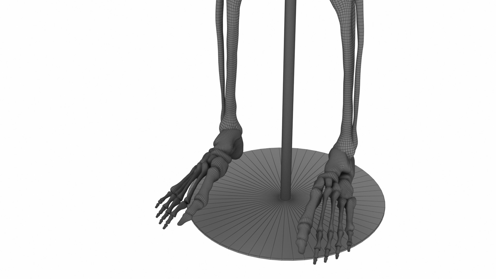 3D Model Lab Human Skeletal System - TurboSquid 2457901