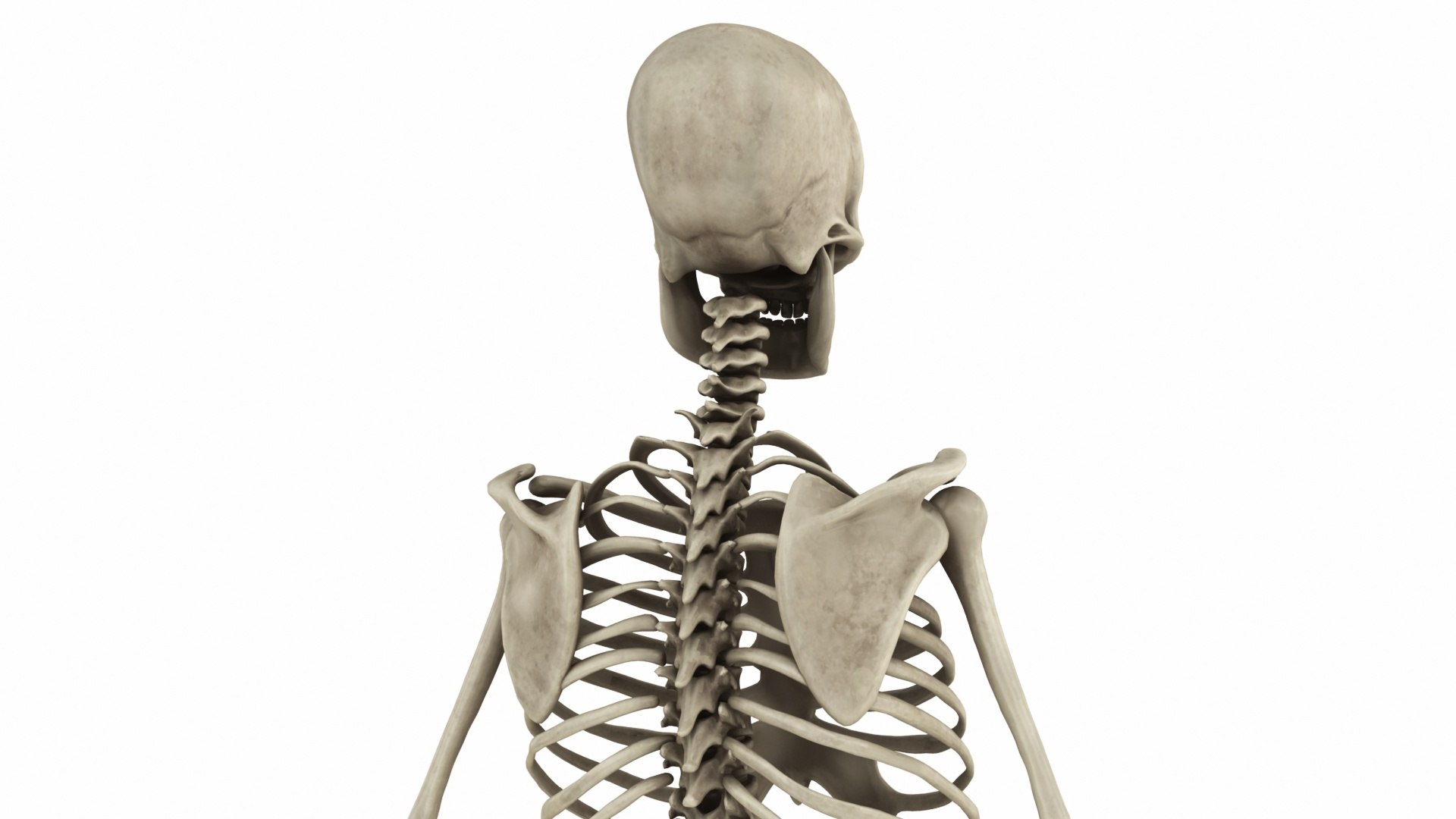 3D Model Lab Human Skeletal System - TurboSquid 2457901