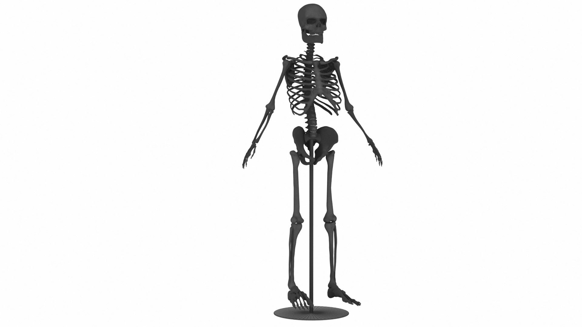 3D Model Lab Human Skeletal System - TurboSquid 2457901