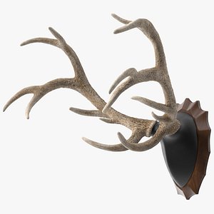 3D Red Deer Stag Antlers on a Wall Mount model