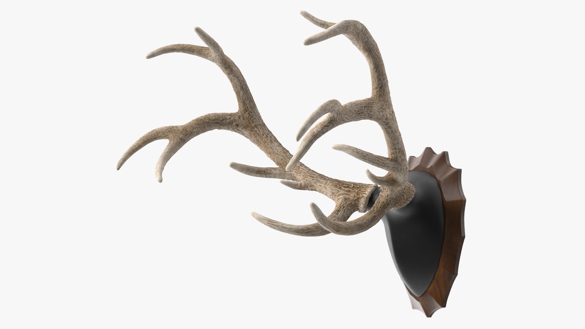 Red Deer Stag Antlers on a Wall Mount 3D model preview