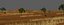 African Savannah Landscape