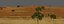 African Savannah Landscape