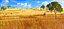 African Savannah Landscape