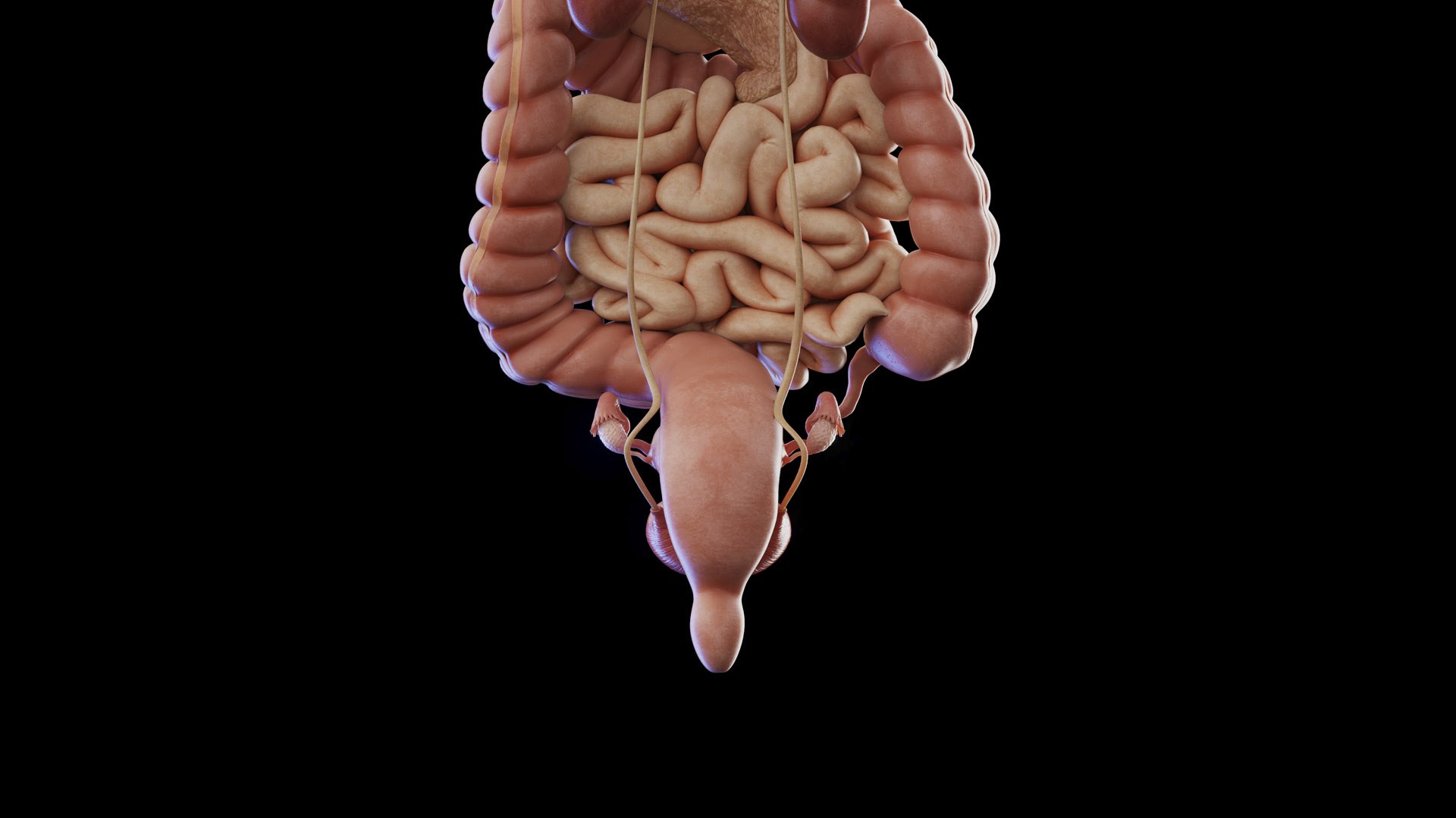 3D Human Female Body and Organs https://p.turbosquid.com/ts-thumb/G9/kwvuLU/6z/female_anatomy_organs_prod_ii_07/jpg/1672913818/1920x1080/fit_q87/704e5fc375b10321526eeb5009487d2048231139/female_anatomy_organs_prod_ii_07.jpg