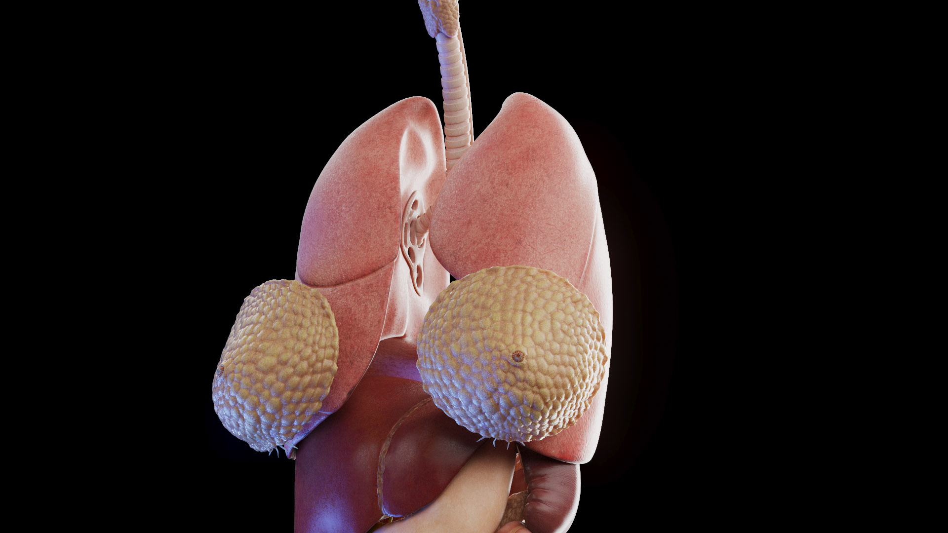 3D Human Female Body and Organs https://p.turbosquid.com/ts-thumb/G9/kwvuLU/Dv/female_anatomy_organs_tt_i/jpg/1672914102/1920x1080/turn_fit_q99/e0bd7c683db467ef0632426bebdc4178c13d0f2e/female_anatomy_organs_tt_i-1.jpg