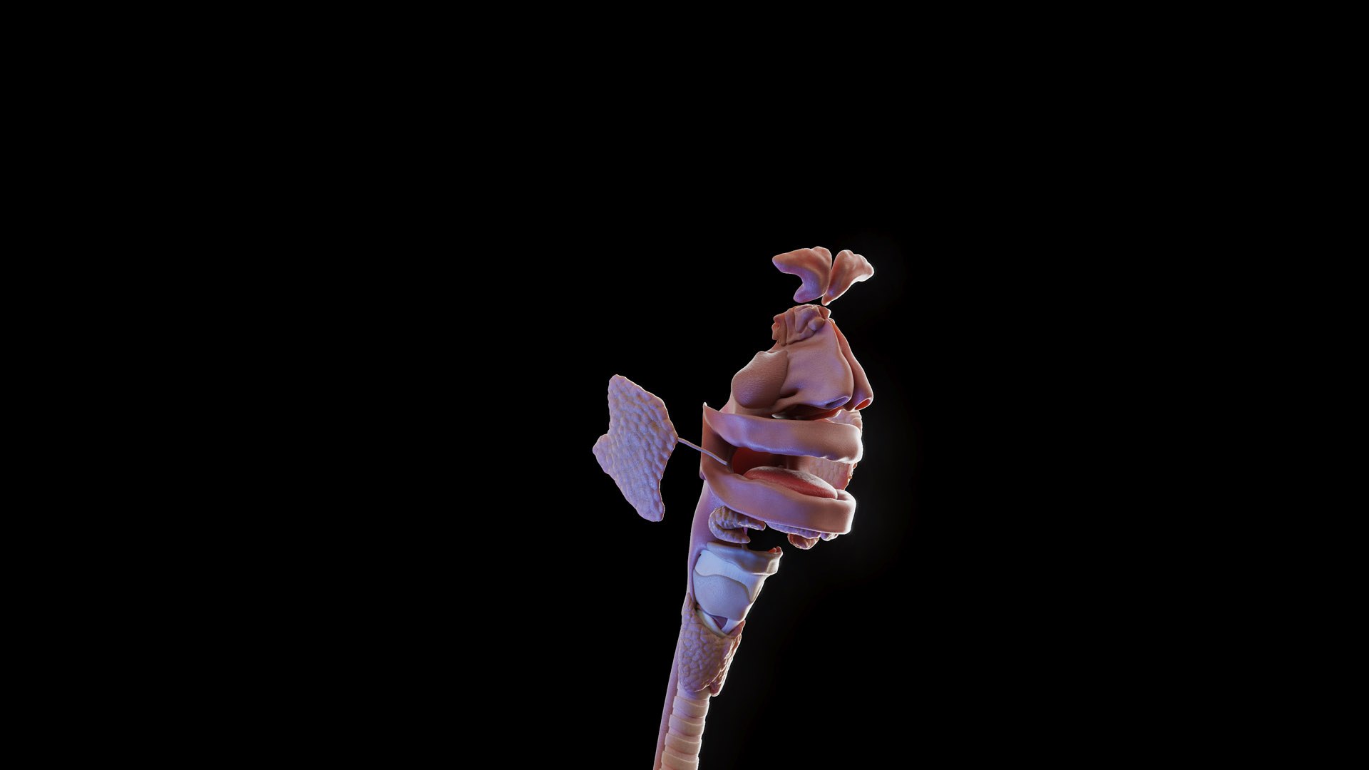 3D Human Female Body and Organs https://p.turbosquid.com/ts-thumb/G9/kwvuLU/H2/female_anatomy_organs_prod_i_05/jpg/1672913814/1920x1080/fit_q87/7d7cfa5c363ab2d1c087f5697d55a346c00cb866/female_anatomy_organs_prod_i_05.jpg