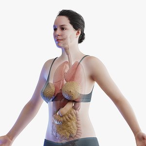 3D Human Female Body and Organs