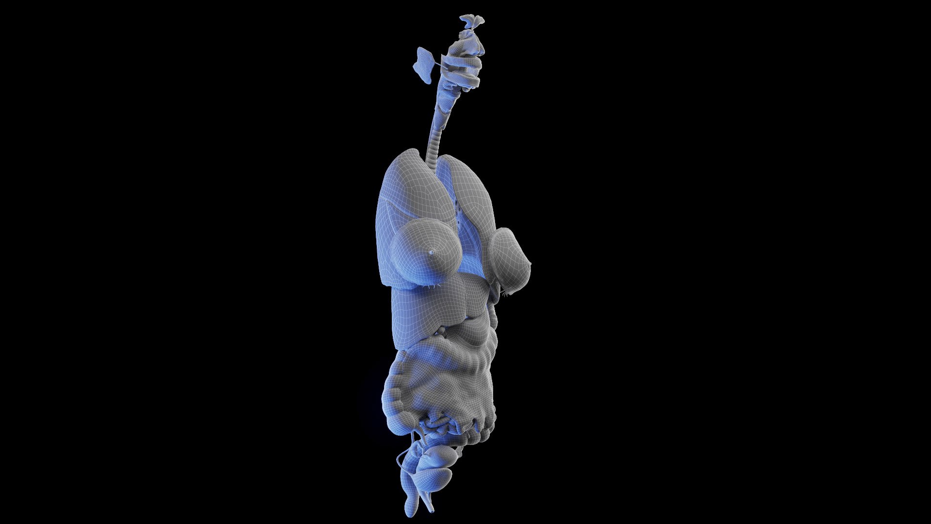 3D Human Female Body and Organs https://p.turbosquid.com/ts-thumb/G9/kwvuLU/Rr/female_anatomy_organs_wire_00/jpg/1672914010/1920x1080/fit_q87/94ad3fa7a826c140cca9f19f3dd5bf3c163784e3/female_anatomy_organs_wire_00.jpg