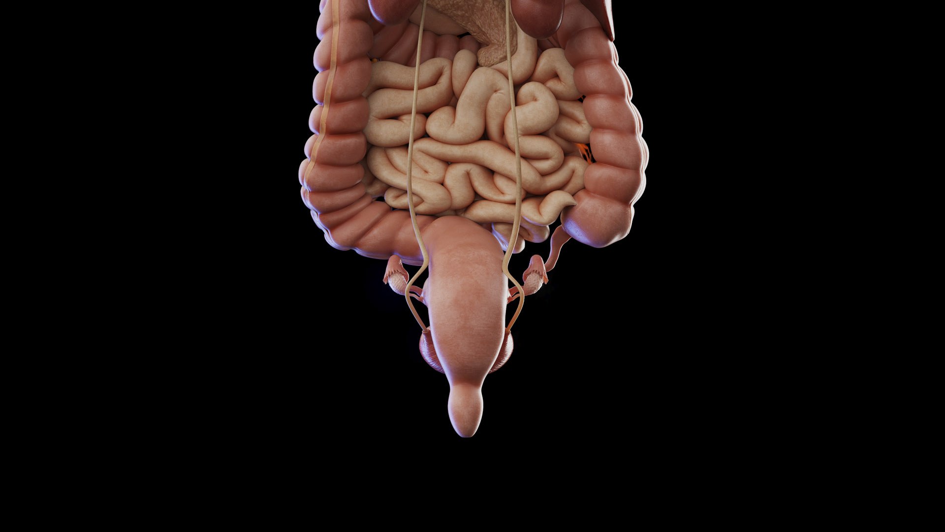3D Human Female Body and Organs https://p.turbosquid.com/ts-thumb/G9/kwvuLU/qx/female_anatomy_organs_prod_i_07/jpg/1672913815/1920x1080/fit_q87/891c811cadae65209b4794d77df52ce91b50ebfa/female_anatomy_organs_prod_i_07.jpg