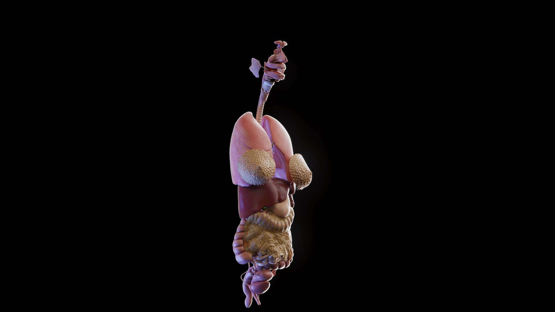 3D Human Female Body and Organs https://p.turbosquid.com/ts-thumb/G9/kwvuLU/t1/female_anatomy_organs_prod_i_00/jpg/1672913812/1920x1080/fit_q87/42d5eda4a3d25eaf5aaa2153904c6c8238e4a849/female_anatomy_organs_prod_i_00.jpg