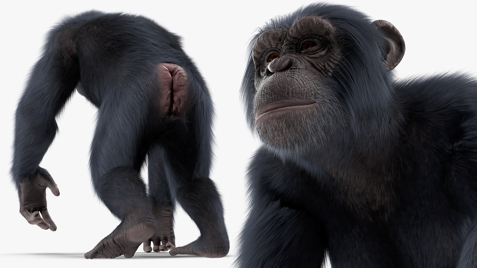 Chimpanzee Running Dark Skin 3D - TurboSquid 1435772