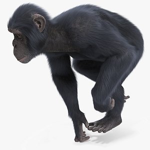 chimpanzee running dark skin 3D