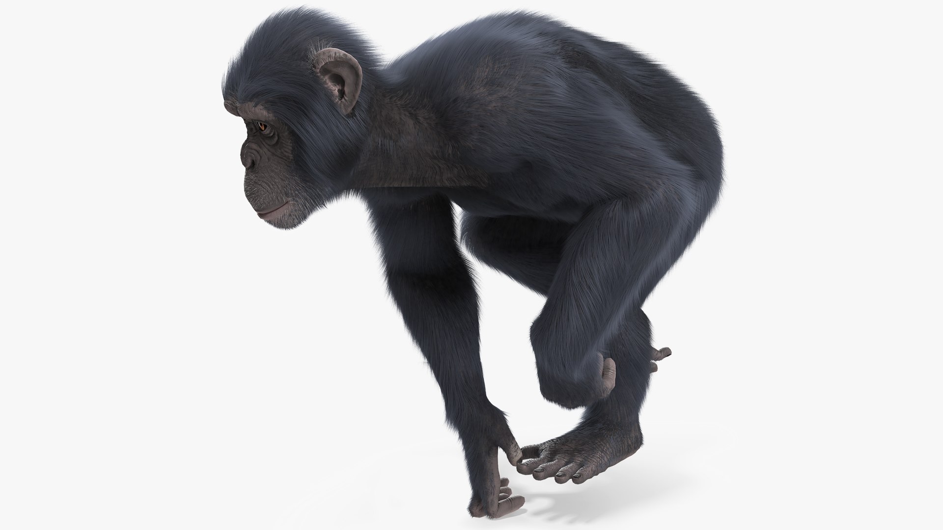 Animated Chimpanzee Running Dark Skin Fur Rigged 3D model preview