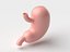 Stomach Cartoon Stylized