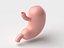Stomach Cartoon Stylized