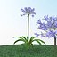 Agapanthus
