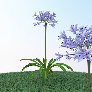Agapanthus