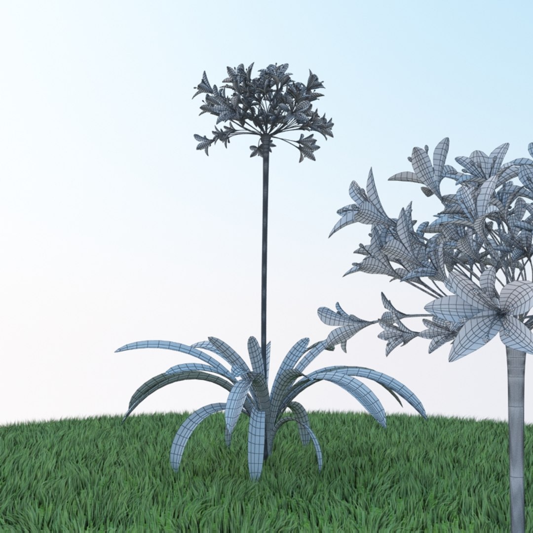 3d agapanthus https://p.turbosquid.com/ts-thumb/G9/psHtS6/74baTPIQ/wire_01/jpg/1415016460/1920x1080/fit_q87/7bf2aa617b3c493fa7a055401800726c2b7b4dce/wire_01.jpg