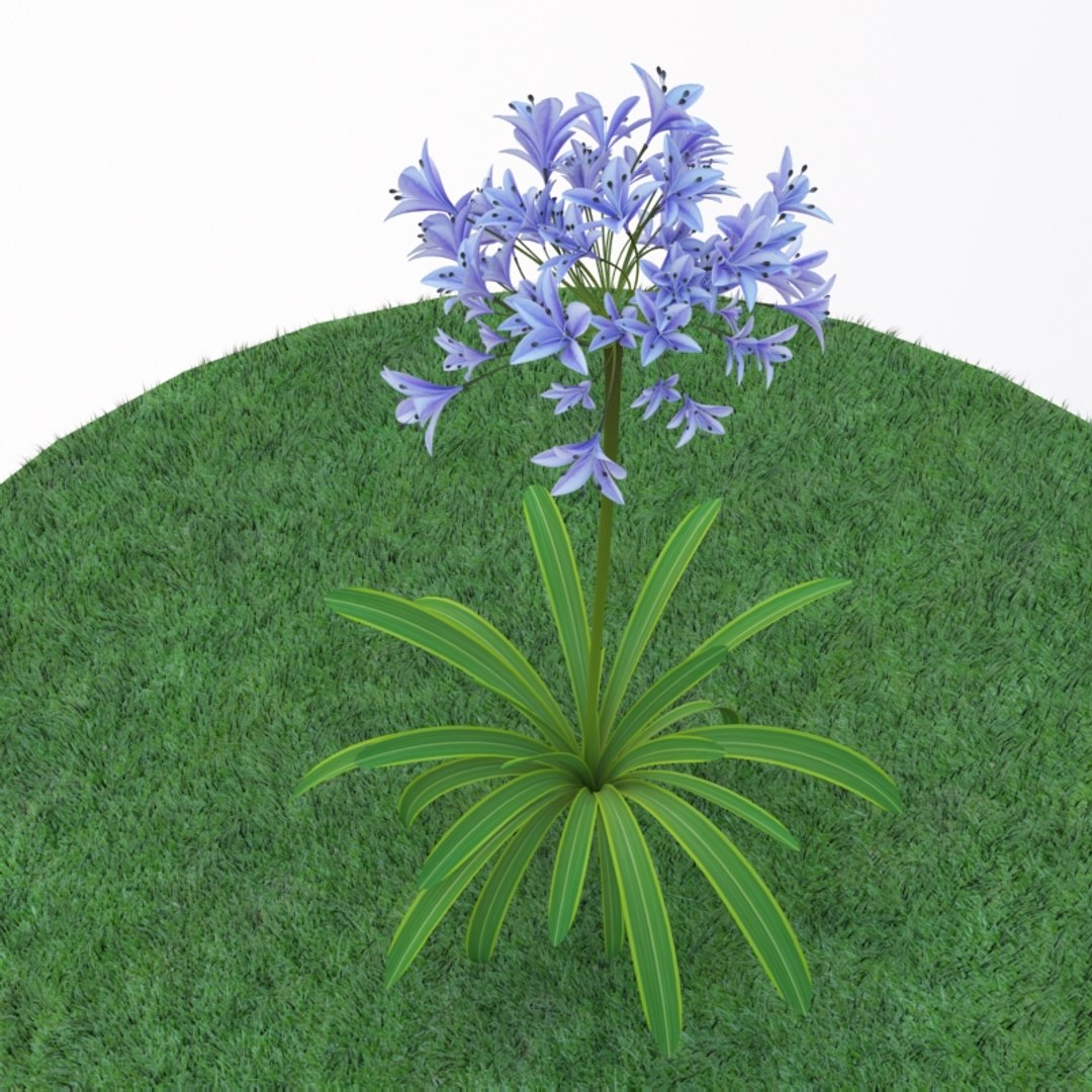 3d agapanthus https://p.turbosquid.com/ts-thumb/G9/psHtS6/emO0xAlY/agaphantus_02/jpg/1415016460/1920x1080/fit_q87/31786cf87b43aaf8e2394965ee4073732aa1f750/agaphantus_02.jpg