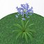 Agapanthus