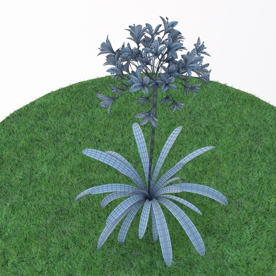 3d agapanthus https://p.turbosquid.com/ts-thumb/G9/psHtS6/y4YE9eTG/wire_02/jpg/1415016460/1920x1080/fit_q87/4ed1ee2fa11b6f054645ef02c96bf09a643d1ff1/wire_02.jpg