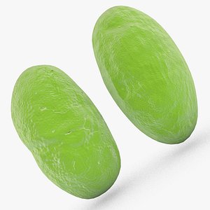 Coccobacilus