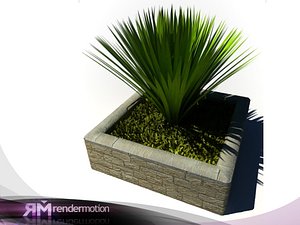 D2.C1.22 Neomarica Palm