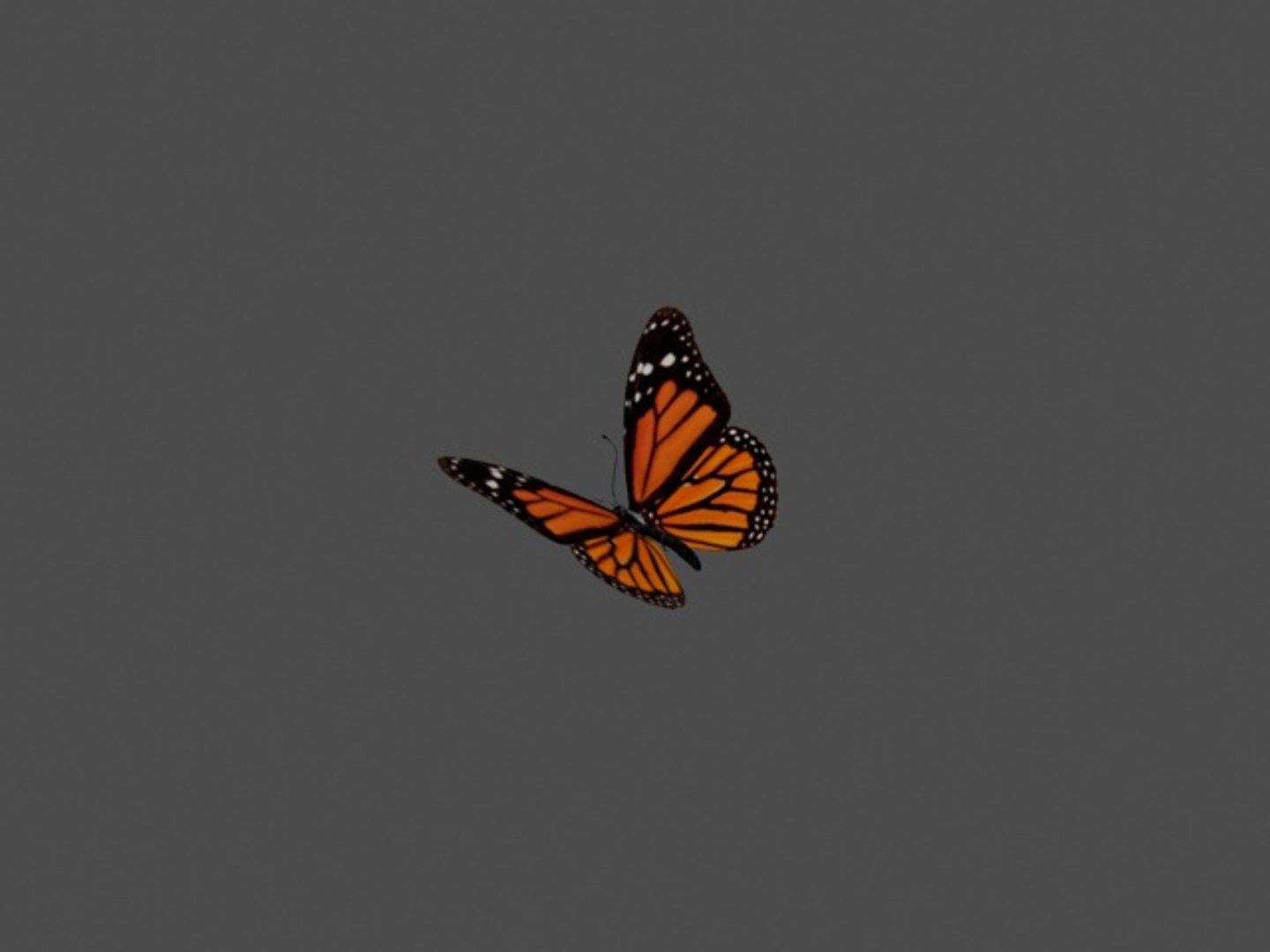 3D Butterfly - TurboSquid 1471819
