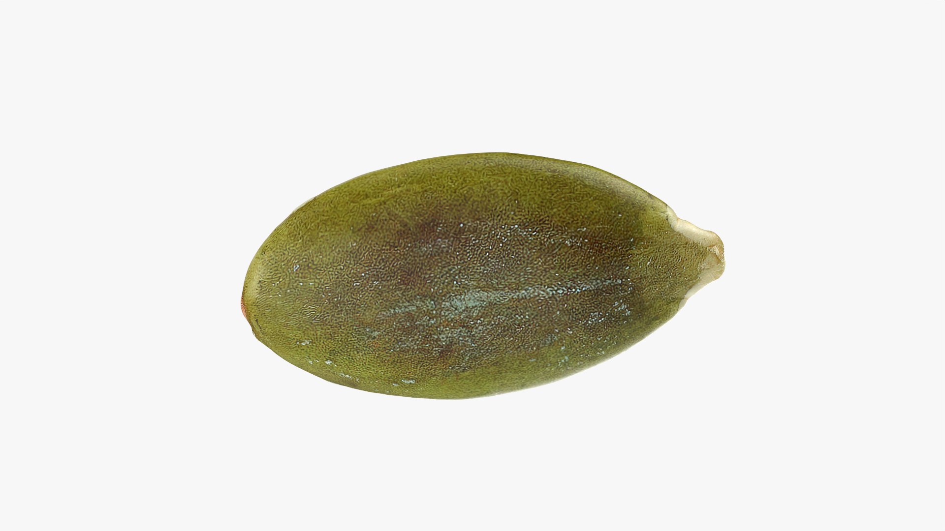 3D Peeled Pumpkin Seed 02 - 3D Scanned https://p.turbosquid.com/ts-thumb/GA/4zyjoh/Rt/pumpkinseedpeeled02_0007/png/1775038641/1920x1080/fit_q87/fa844797b617620a34bc6aca4a821d6755cf1fcb/pumpkinseedpeeled02_0007.jpg