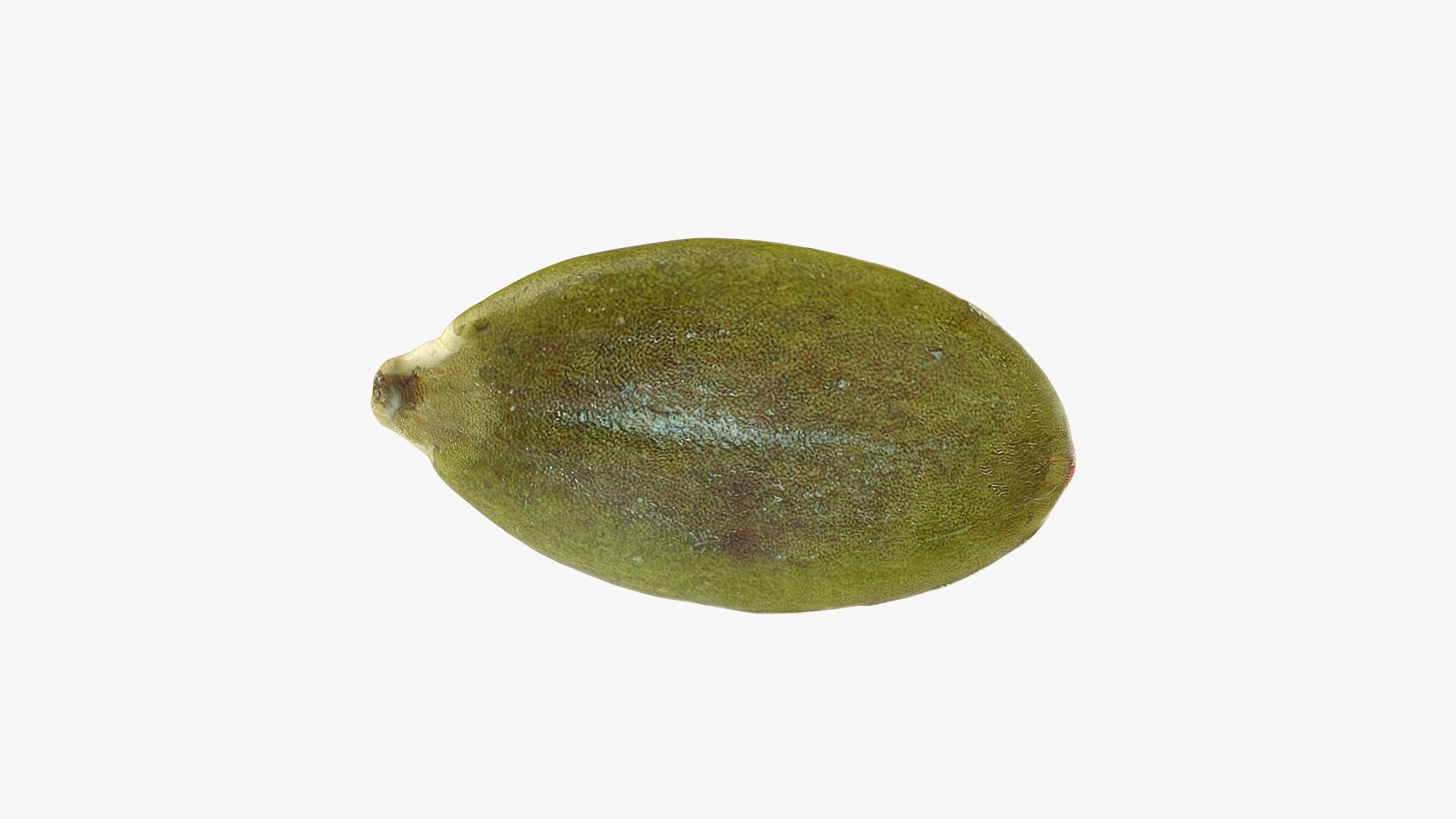 3D Peeled Pumpkin Seed 02 - 3D Scanned https://p.turbosquid.com/ts-thumb/GA/4zyjoh/TM/pumpkinseedpeeled02_0012/png/1775038649/1920x1080/fit_q87/0f01b8b07326bb8b27cbf382b503360d996eef42/pumpkinseedpeeled02_0012.jpg