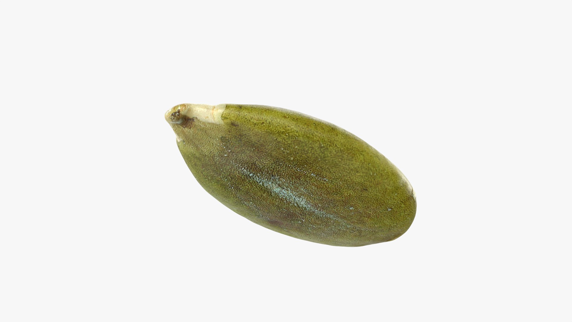 3D Peeled Pumpkin Seed 02 - 3D Scanned https://p.turbosquid.com/ts-thumb/GA/4zyjoh/mF/pumpkinseedpeeled02_0010/png/1775038646/1920x1080/fit_q87/9b9b3c12bff3703fb4d0d97102dd6ab71826528e/pumpkinseedpeeled02_0010.jpg