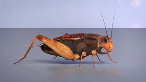 3D Cricket